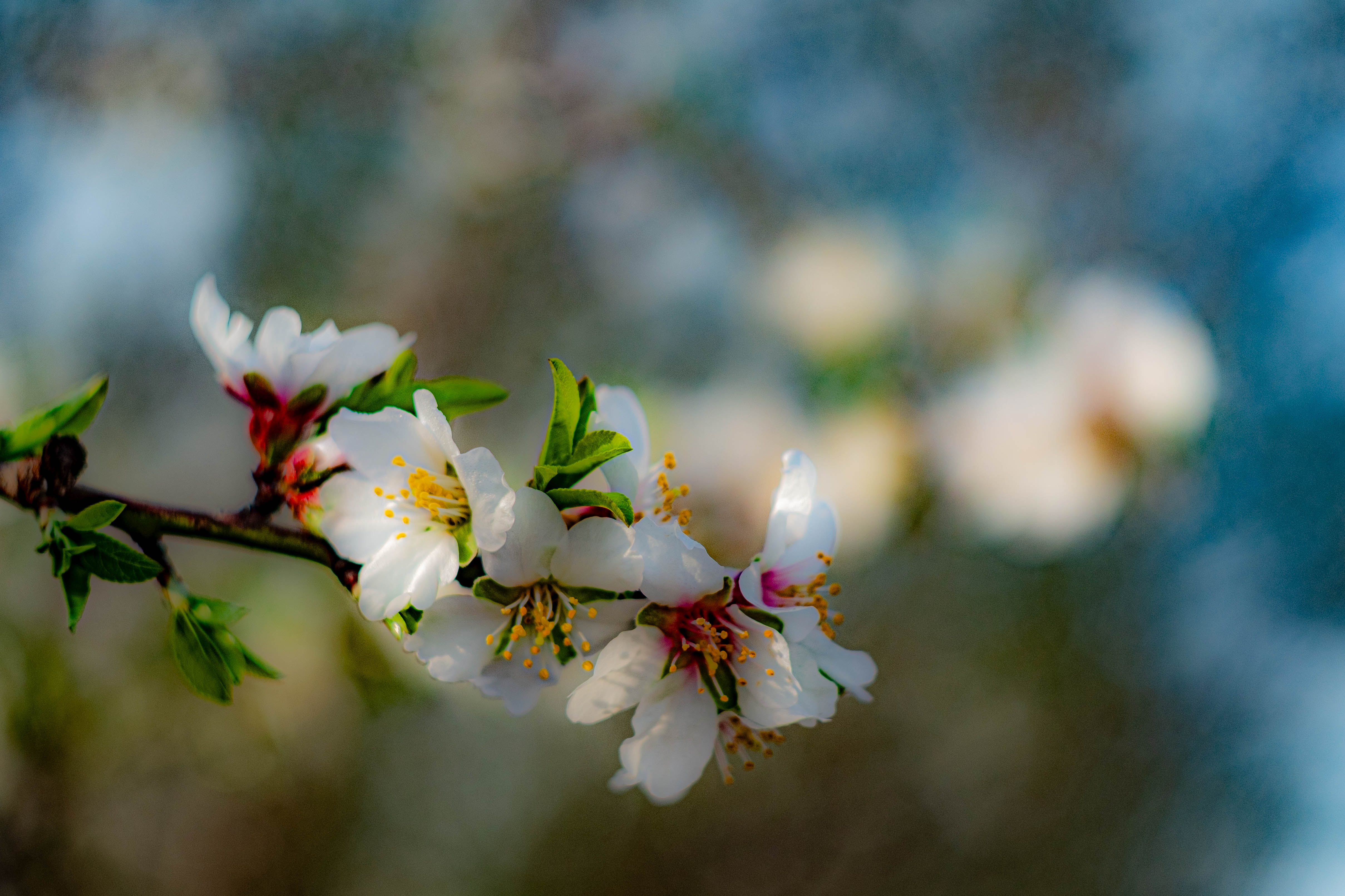 blossoms and bokeh cover photo